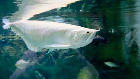 銀龍魚飼養|銀龍魚全解析：從歷史悠久到現代水族箱的飼養指南！。